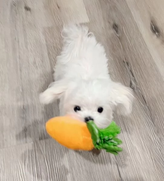 Cuccioli di maltese ben socializzati (+[numero nascosto]60)
