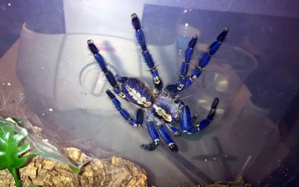 Poecilotheria metallica tarantola - Gooty Sapphire ornamentale | Foto 0