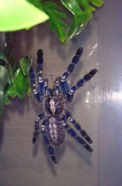 Poecilotheria metallica tarantola - Gooty Sapphire ornamentale