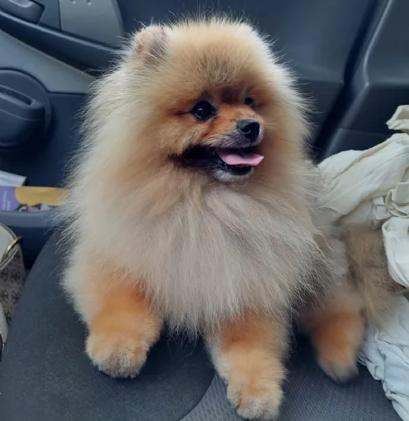 cuccioli di spitz tedesco | Foto 2