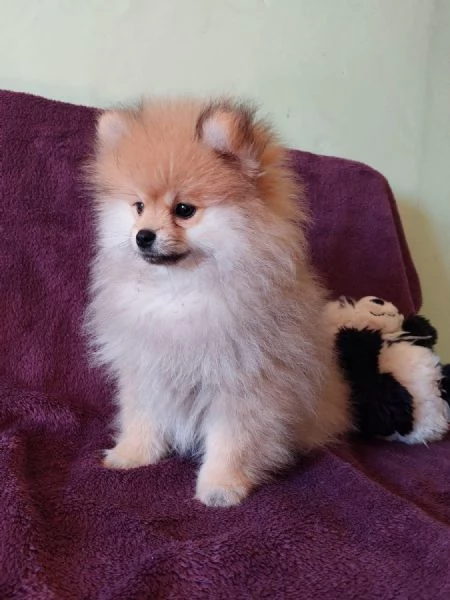 cuccioli di spitz tedesco | Foto 1