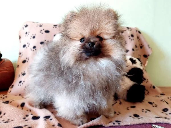 cuccioli di spitz tedesco | Foto 0