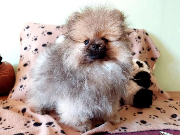 cuccioli di spitz tedesco