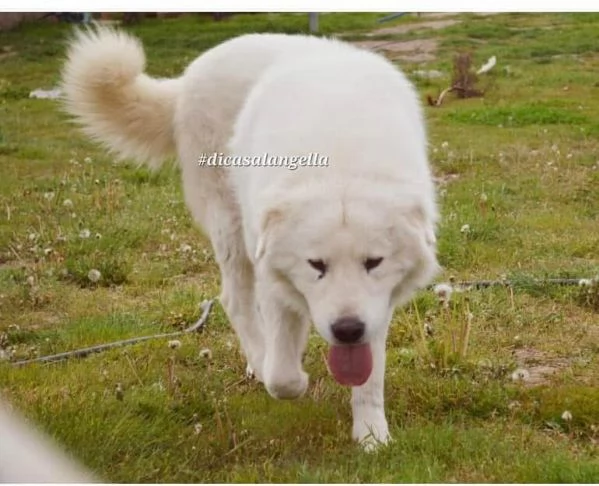 cuccioli pastore maremmano abruzzese | Foto 4