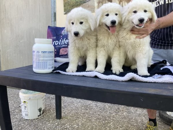 cuccioli pastore maremmano abruzzese | Foto 3