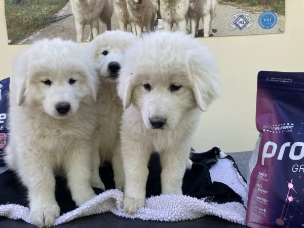 cuccioli pastore maremmano abruzzese | Foto 2