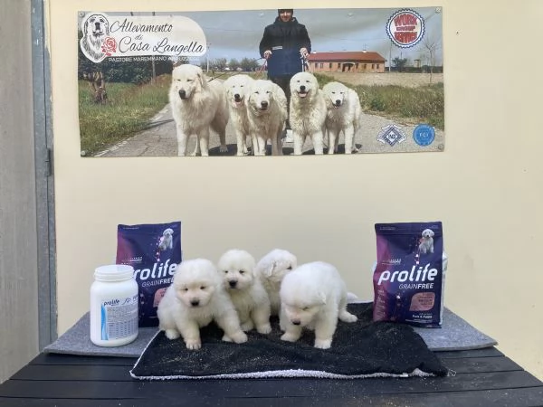 cuccioli pastore maremmano abruzzese | Foto 1