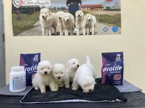 cuccioli pastore maremmano abruzzese | Foto 0