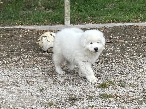 cuccioli pastore maremmano abruzzese