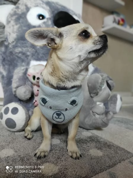 Chihuahua femmina 
