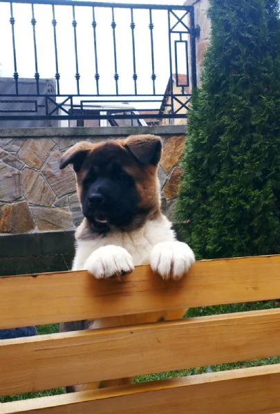 Akita americano cuccioli | Foto 6