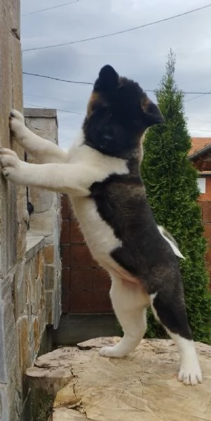 Akita americano cuccioli | Foto 5