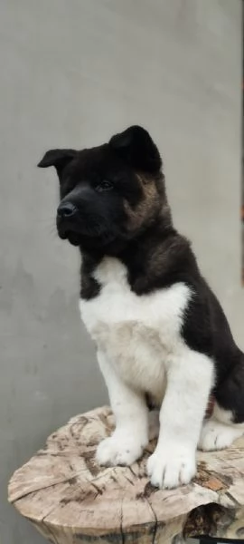 Akita americano cuccioli | Foto 4