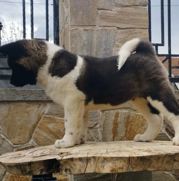 Akita americano cuccioli | Foto 3