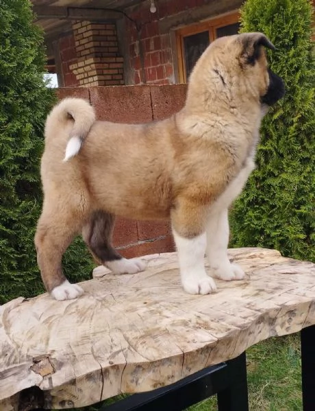 Akita americano cuccioli | Foto 2