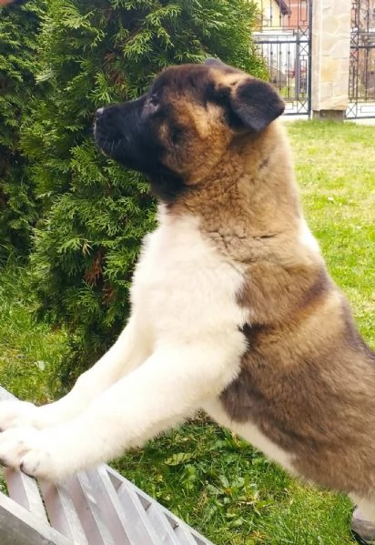 Akita americano cuccioli | Foto 1