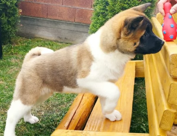 Akita americano cuccioli | Foto 0