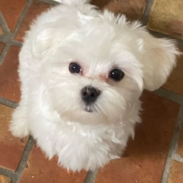 Cuccioli Pronti per una Nuova Famiglia (+[numero nascosto]60)