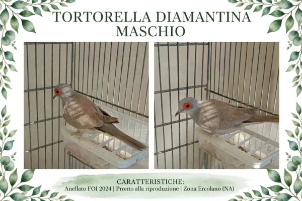 Tortora diamantina maschio FOI24 | Foto 0