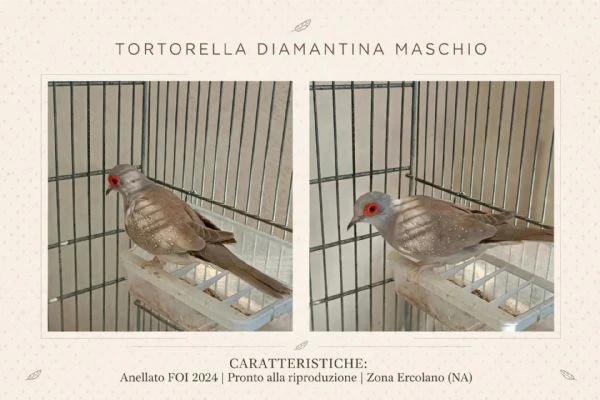 Tortora diamantina maschio 2024
