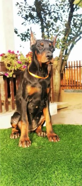 Dobermann cucciolo in vendita | Foto 2