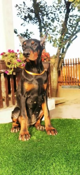 Dobermann cucciolo in vendita