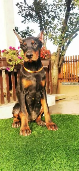 Dobermann cucciolo in vendita | Foto 1