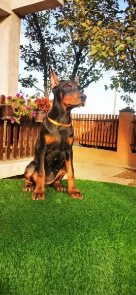Dobermann cucciolo in vendita | Foto 0