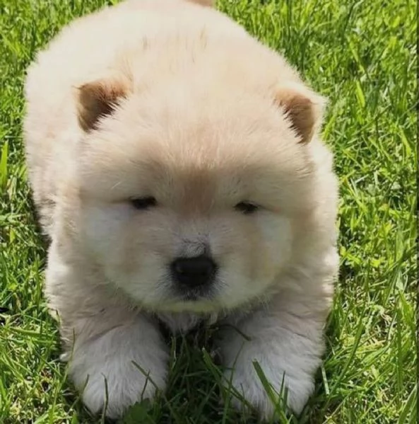  cuccioli di chow chow femminucce e maschietti disponibili per l'adozione gratuita i cuccioli sono v