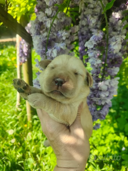Cuccioli di labrador miele | Foto 3
