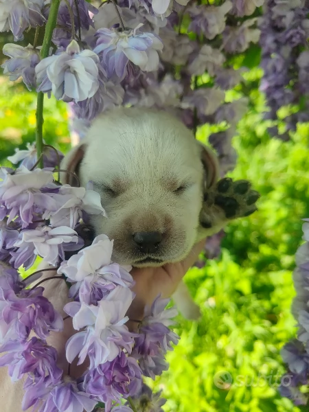 Cuccioli di labrador miele | Foto 2