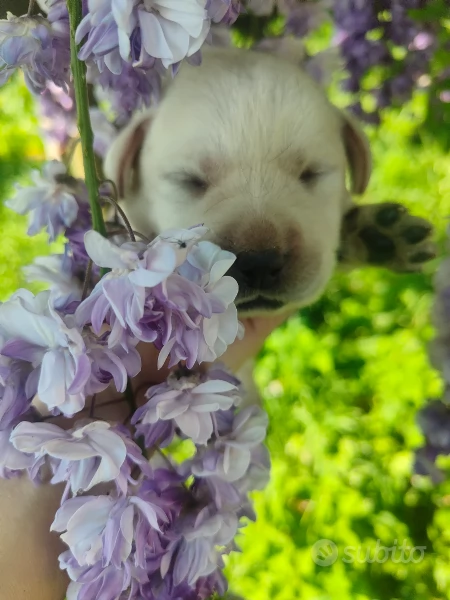 Cuccioli di labrador miele | Foto 1