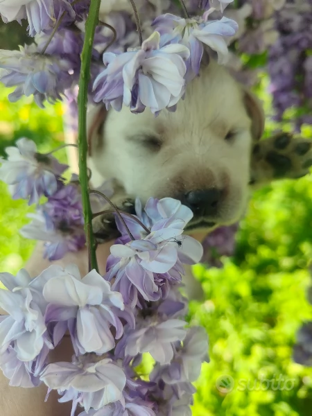 Cuccioli di labrador miele | Foto 0