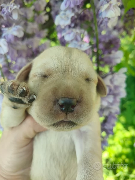 Cuccioli di labrador miele
