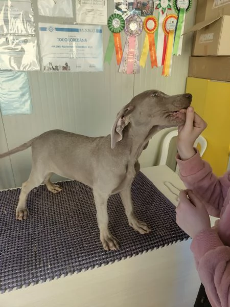 Ultimi cuccioli di Weimaraner 