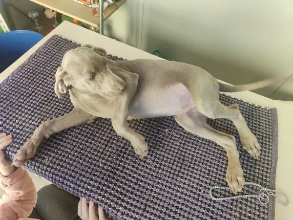 Ultimi cuccioli di Weimaraner  | Foto 4