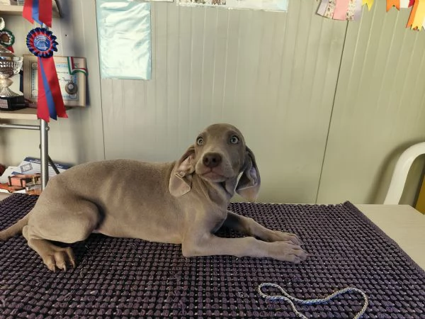 Ultimi cuccioli di Weimaraner  | Foto 3