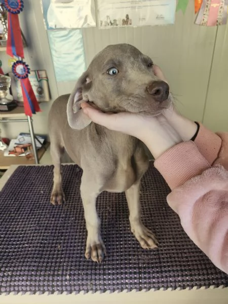 Ultimi cuccioli di Weimaraner  | Foto 2