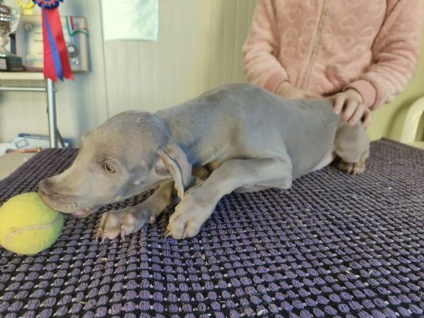 Ultimi cuccioli di Weimaraner  | Foto 1
