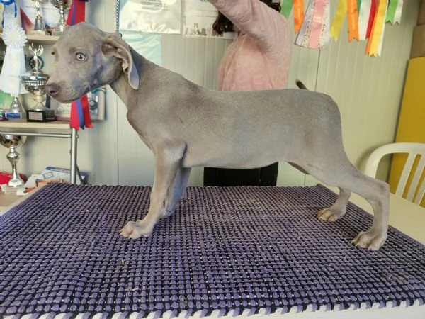 Ultimi cuccioli di Weimaraner  | Foto 0