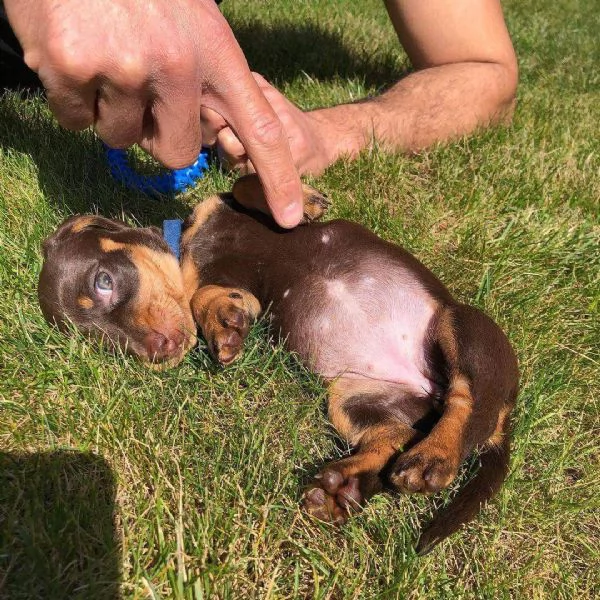 Cachorro dachshund en adopción | Foto 0