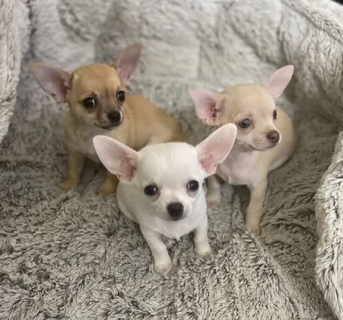 cuccioli di chihuahua