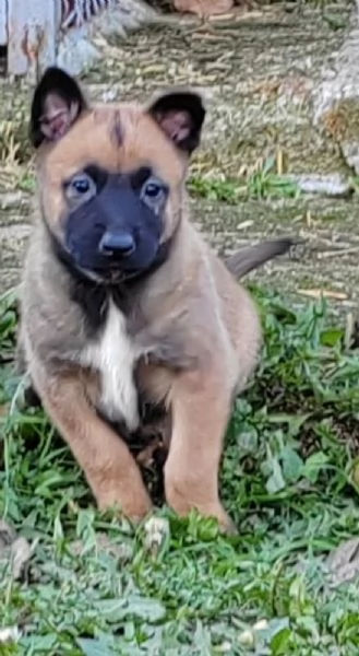 Malinois belga cuccioli | Foto 3