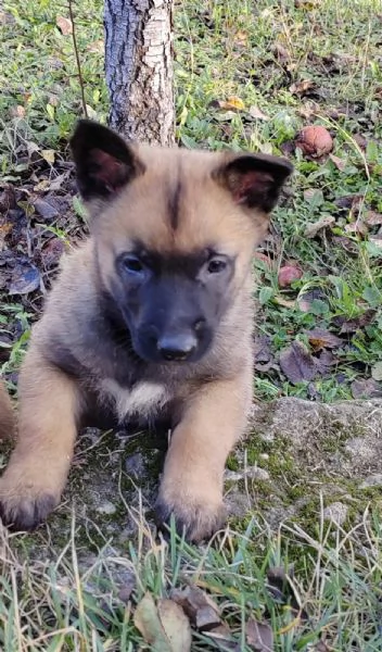Malinois belga cuccioli