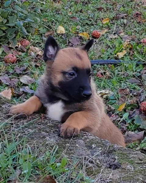 Malinois belga cuccioli | Foto 2