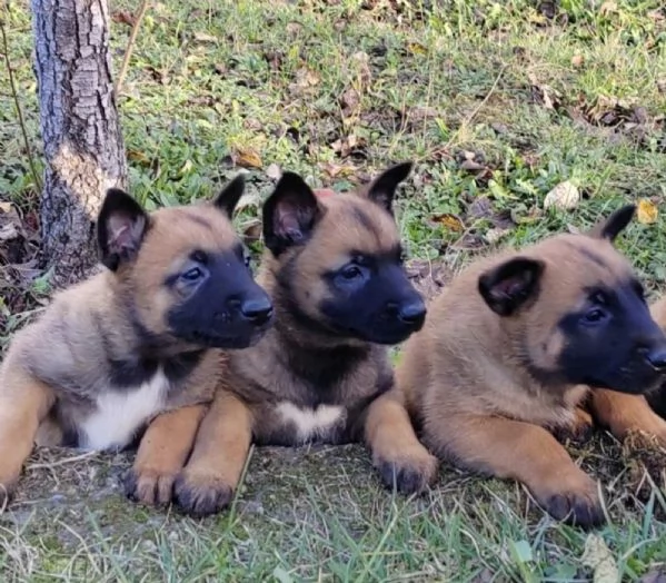Malinois belga cuccioli | Foto 1