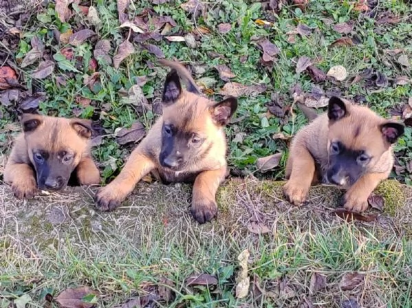 Malinois belga cuccioli | Foto 0