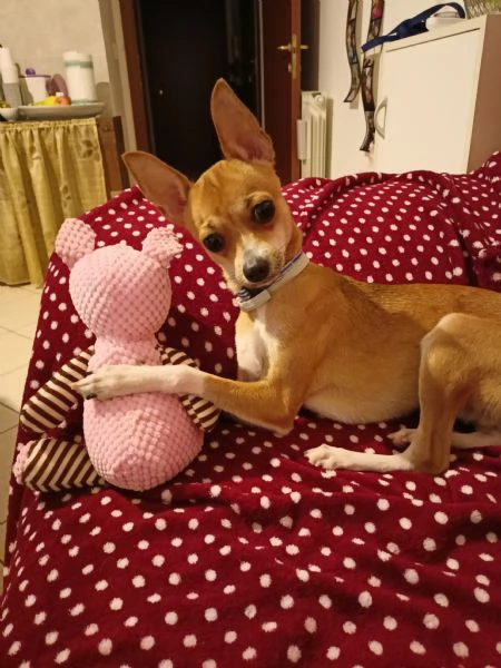 Regalo Chihuahua-Pinscher 