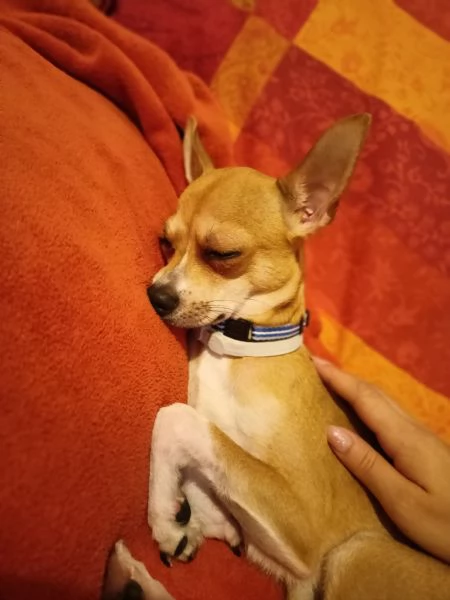 Regalo Chihuahua-Pinscher  | Foto 0