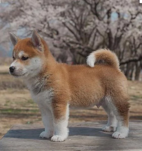 REGALO AKITA INU CUCCIOLI MASCHIO E FEMMINA Disponibili cuccioli , Ottima genealogia, Caratteri sple